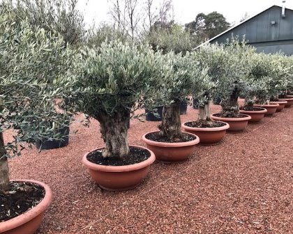 Olea europaea bonsai in bowl pot